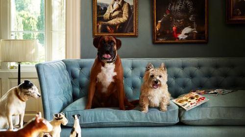 4 Ways to Make Owning a Pet Easier